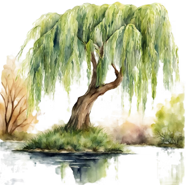 Saule pleureur aquarelle