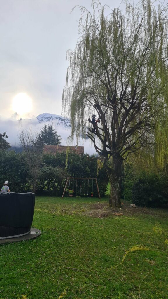 Quand tailler ses arbres ? Le calendrier de l’élagueur